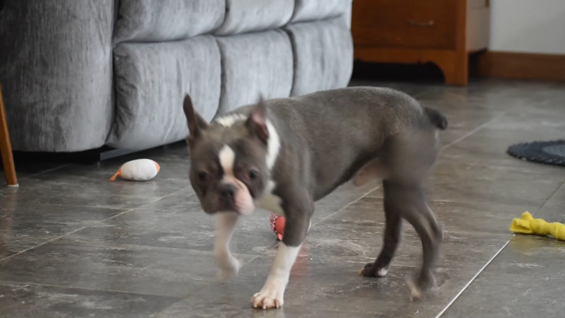 Boston Terrier dogs for sale: Rudy - Video 1