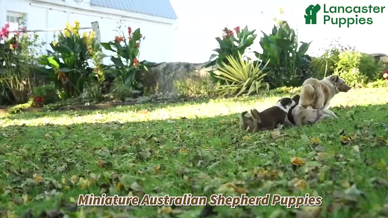 Miniature Australian Shepherd dogs for sale: Spruce - Video 1