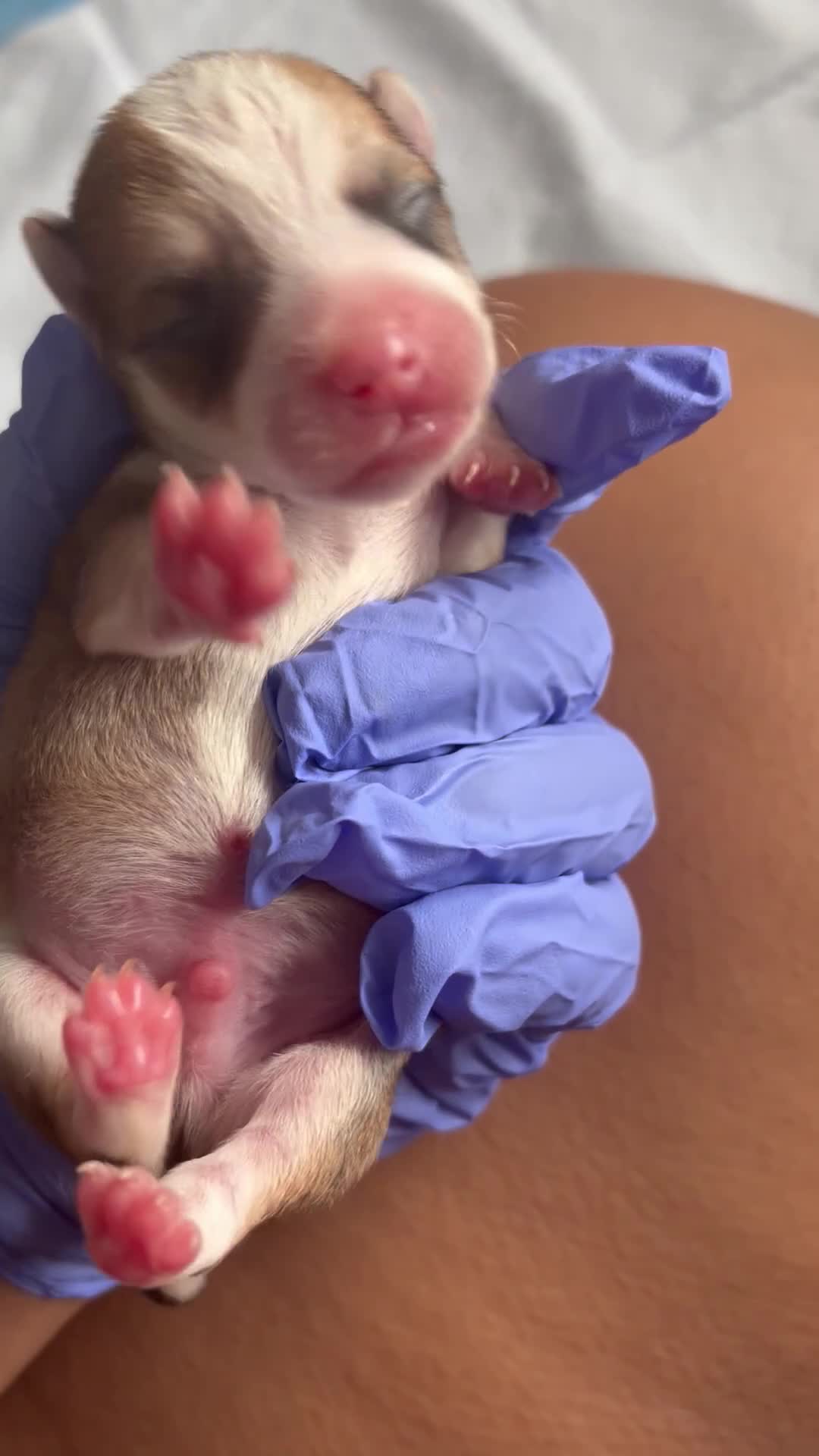 Mixed Breed dogs for sale: Mixed Breed Puppy 4 - Video 2