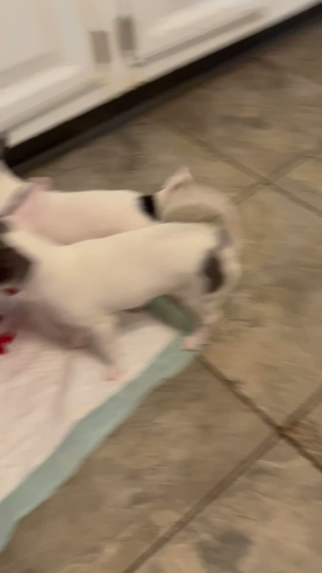 Chihuahua dogs for sale: Europa - Video 1