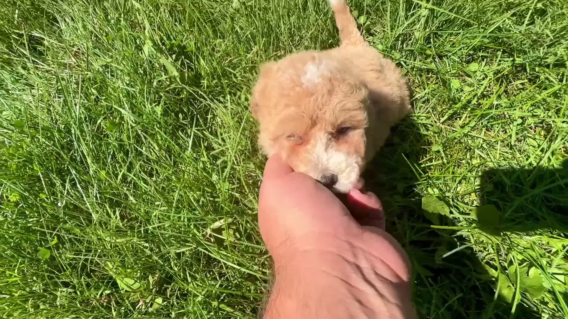 Maltipoo dogs for sale: Everest - Video 1