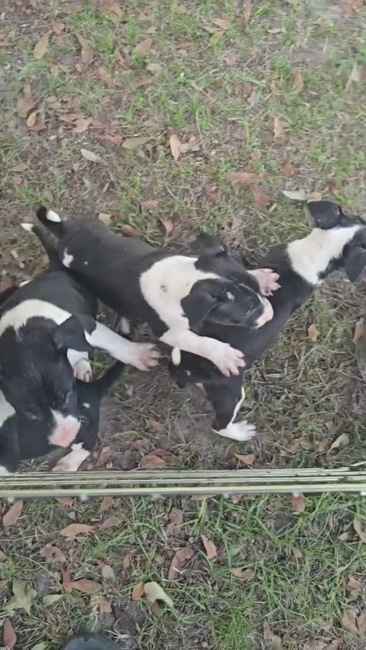 Bull Terrier dogs for sale: Bull Terrier 2 - Video 1