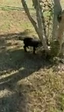 Labrador Retriever dogs for sale: Liko - Video 1