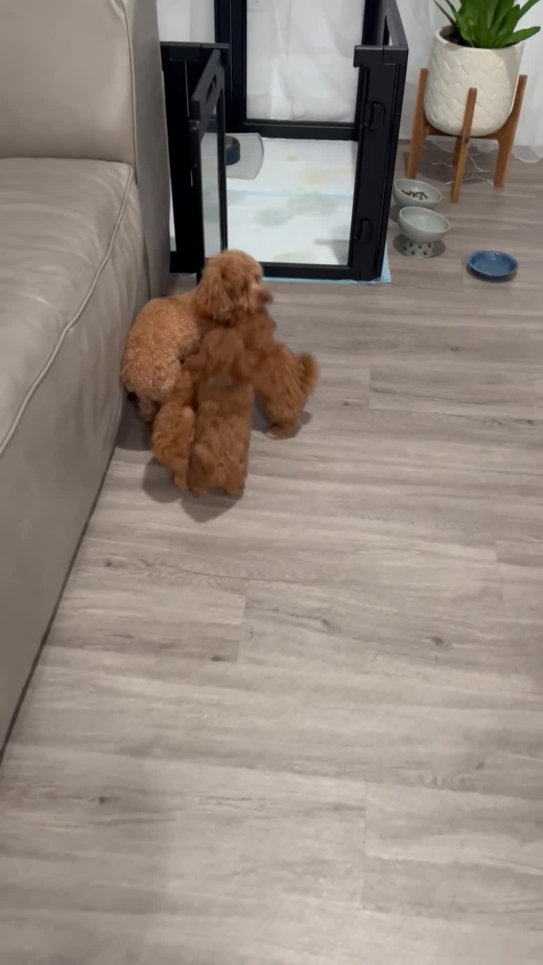 Toy Poodle dogs for sale: Toy Poodle Puppy 1 - Video 1