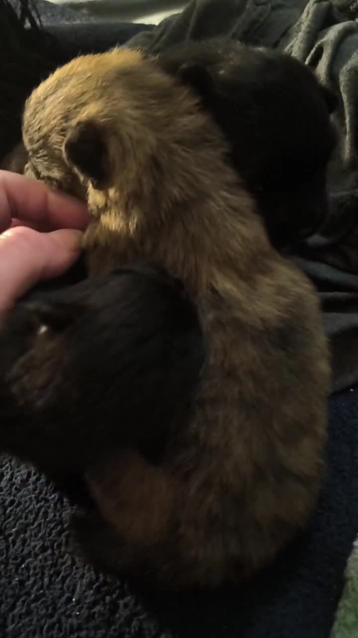 Pomeranian dogs for sale: Pomeranian Puppy 1 - Video 1