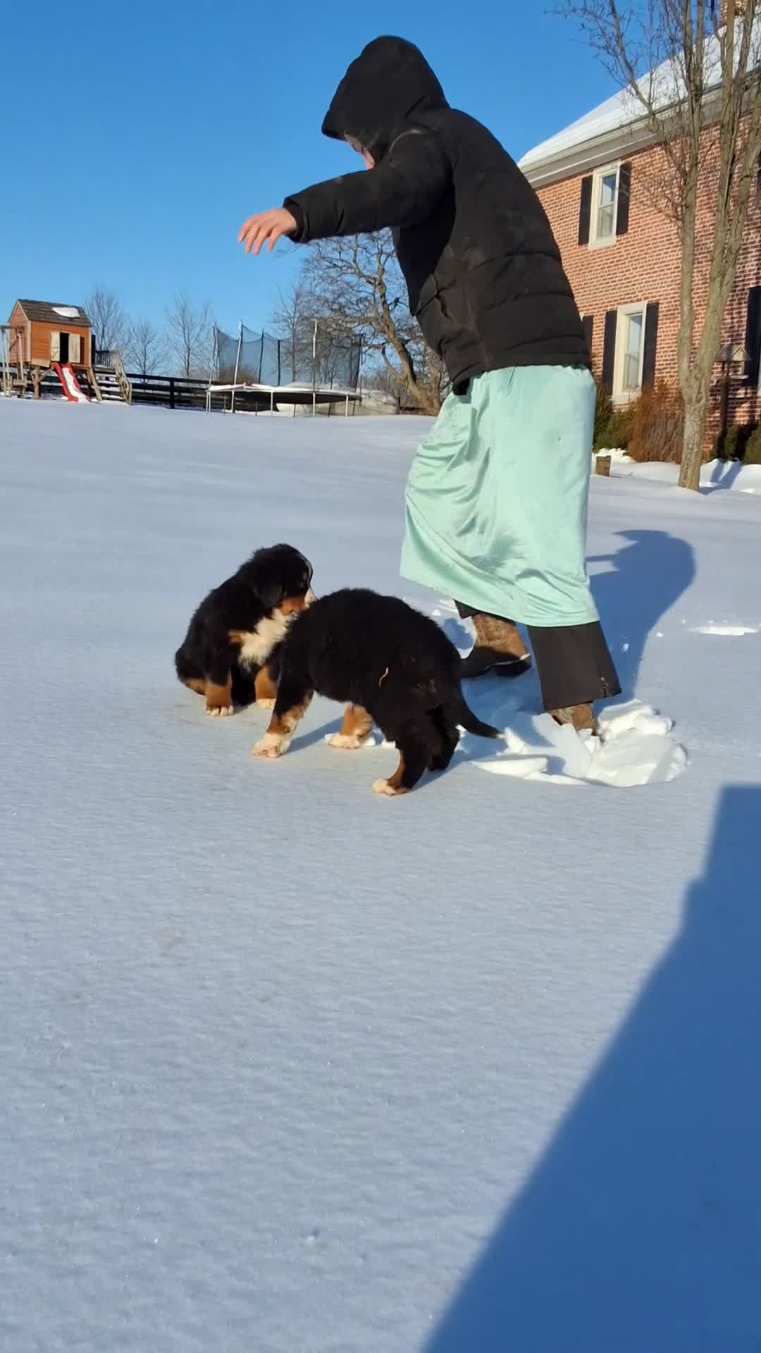 Bernese Mountain Dog dogs for sale: Bernese Mountain Dog Puppy 3 - Video 1