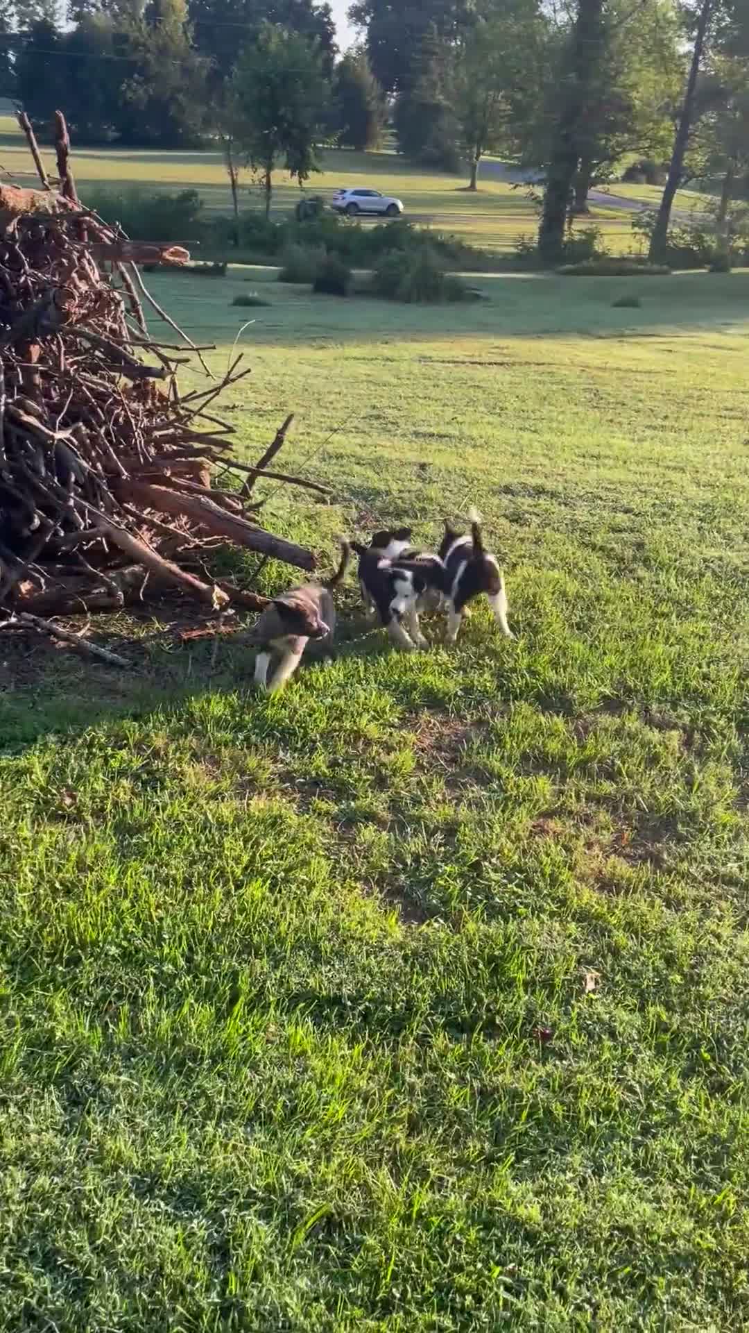 Mixed Breed dogs for sale: Huey - Video 1