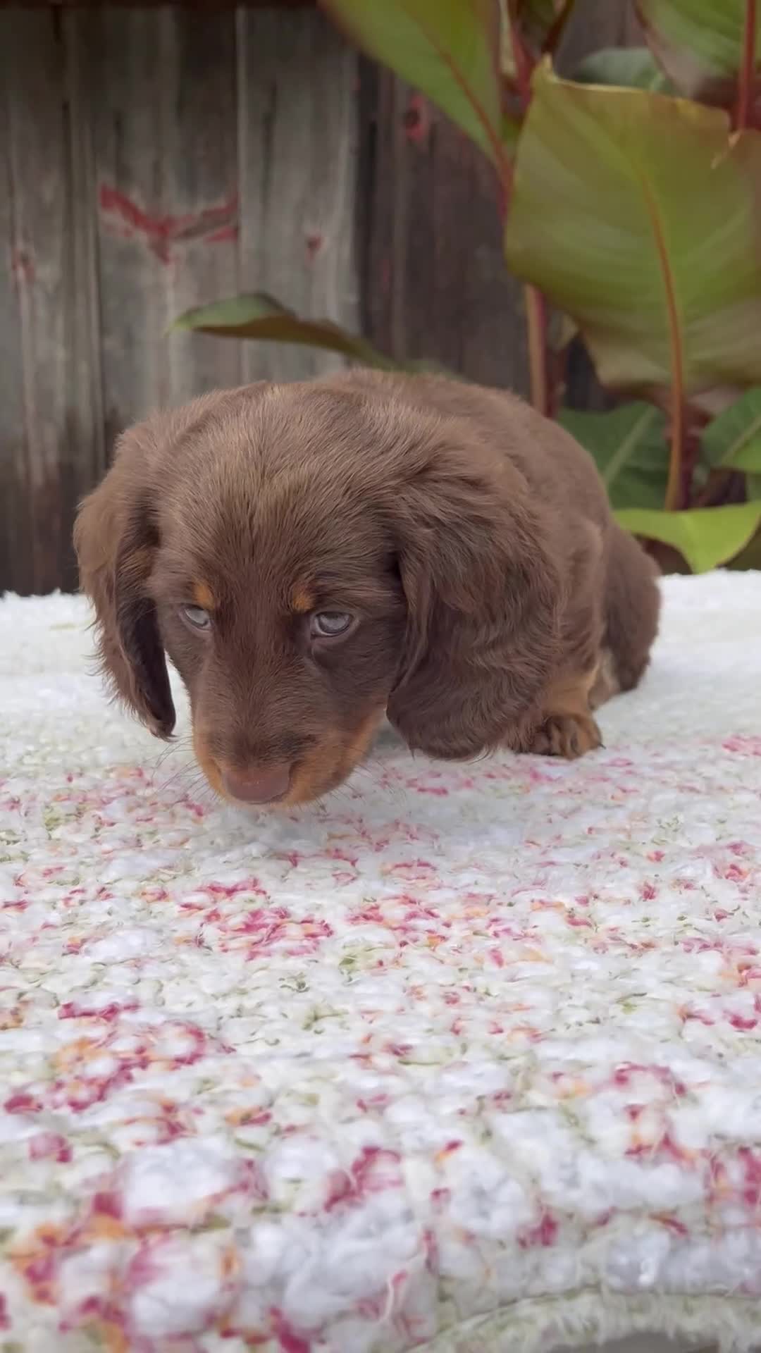 Miniature Dachshund dogs for sale: Austin - Video 1