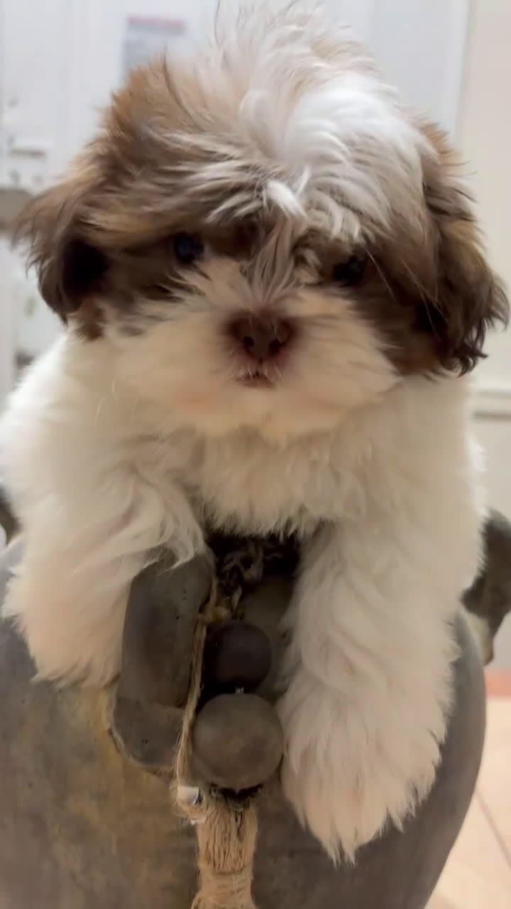 Shih Tzu dogs for sale: Princess - Video 1