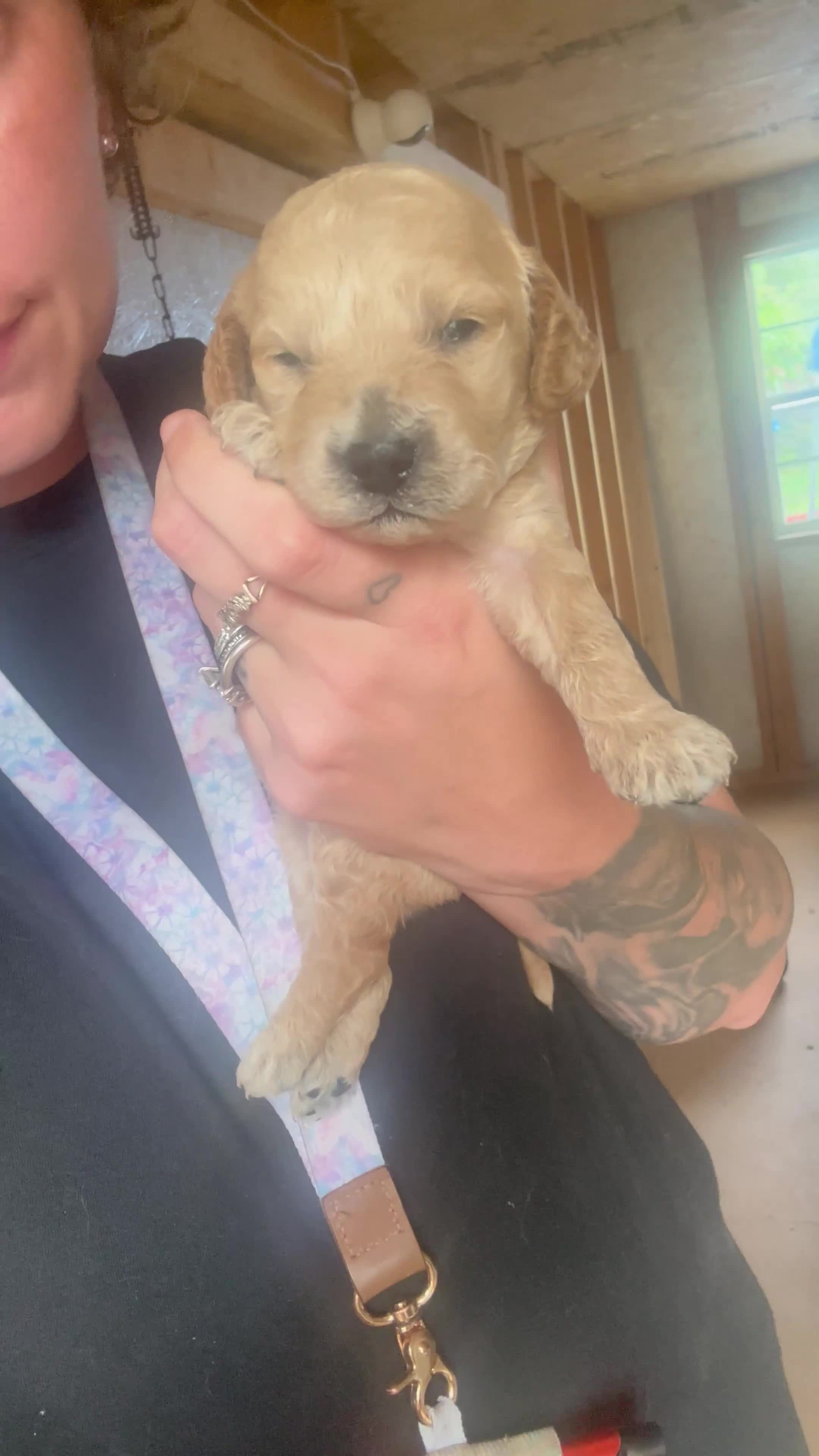 Cavapoo dogs for sale: Cavapoo 4 - Video 1