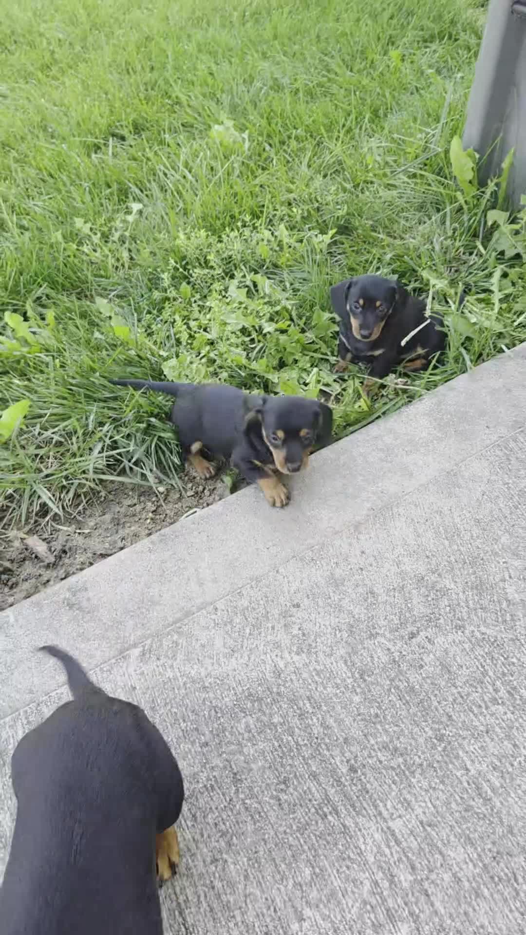 Dachshund dogs for sale: Poppy - Video 1