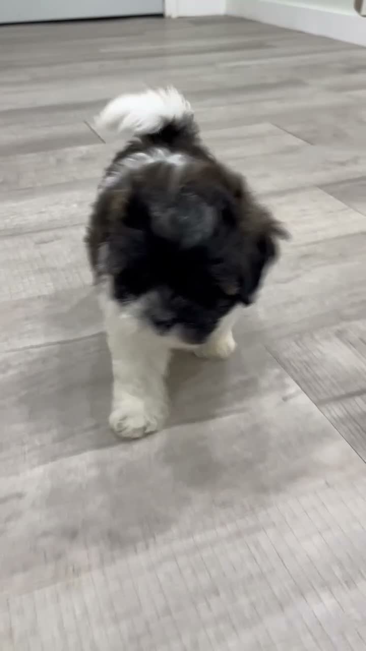 Shihpoo dogs for sale: Sparky - Video 1