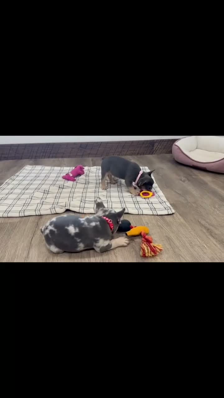 French Bulldog dogs for sale: Molli - Video 2
