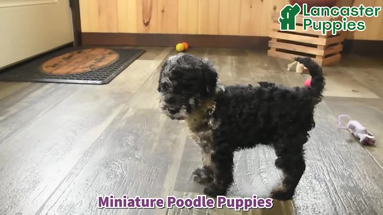 Miniature Poodle dogs for sale: Andrew - Video 1