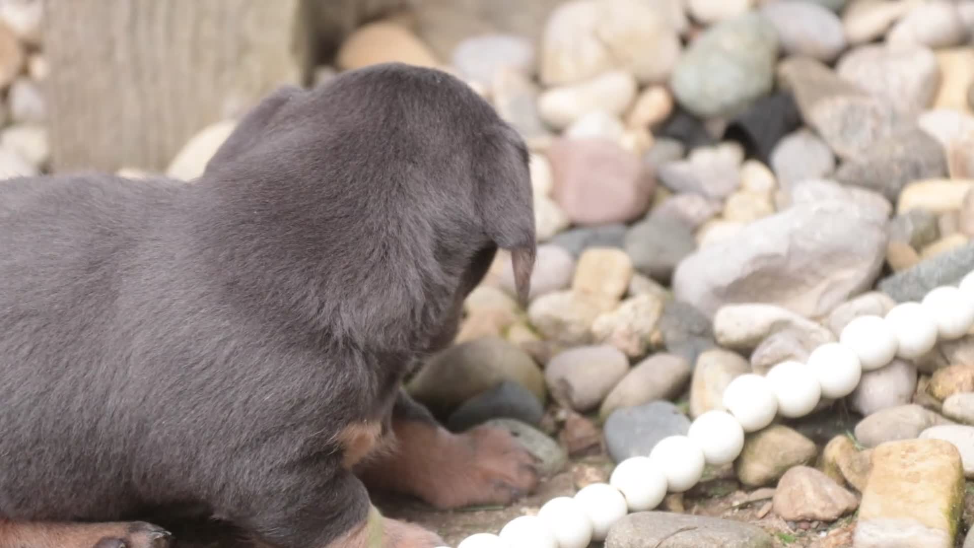 Miniature Dachshund dogs for sale: GiGi - Video 1