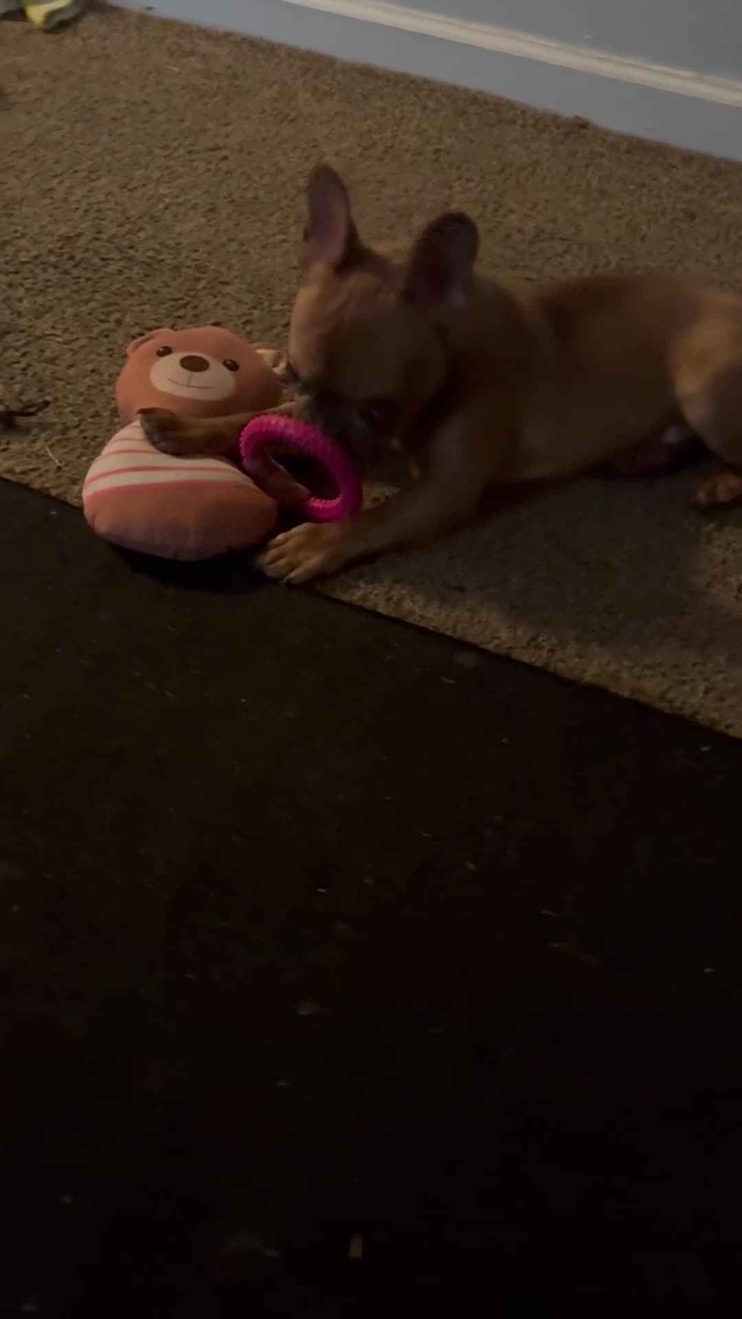 French Bulldog dogs for sale: French Bulldog Puppy 3 - Video 1