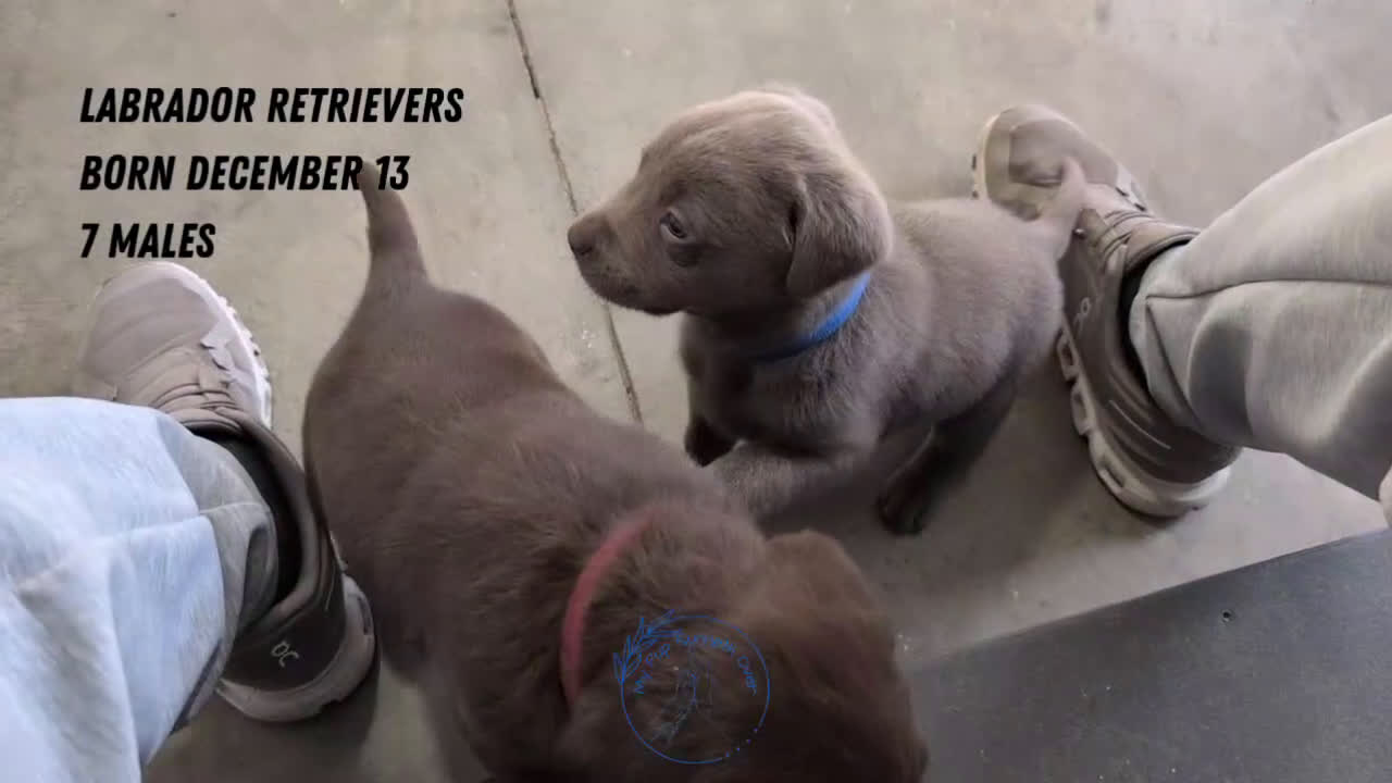 Labrador Retriever dogs for sale: Bentley  - Video 3