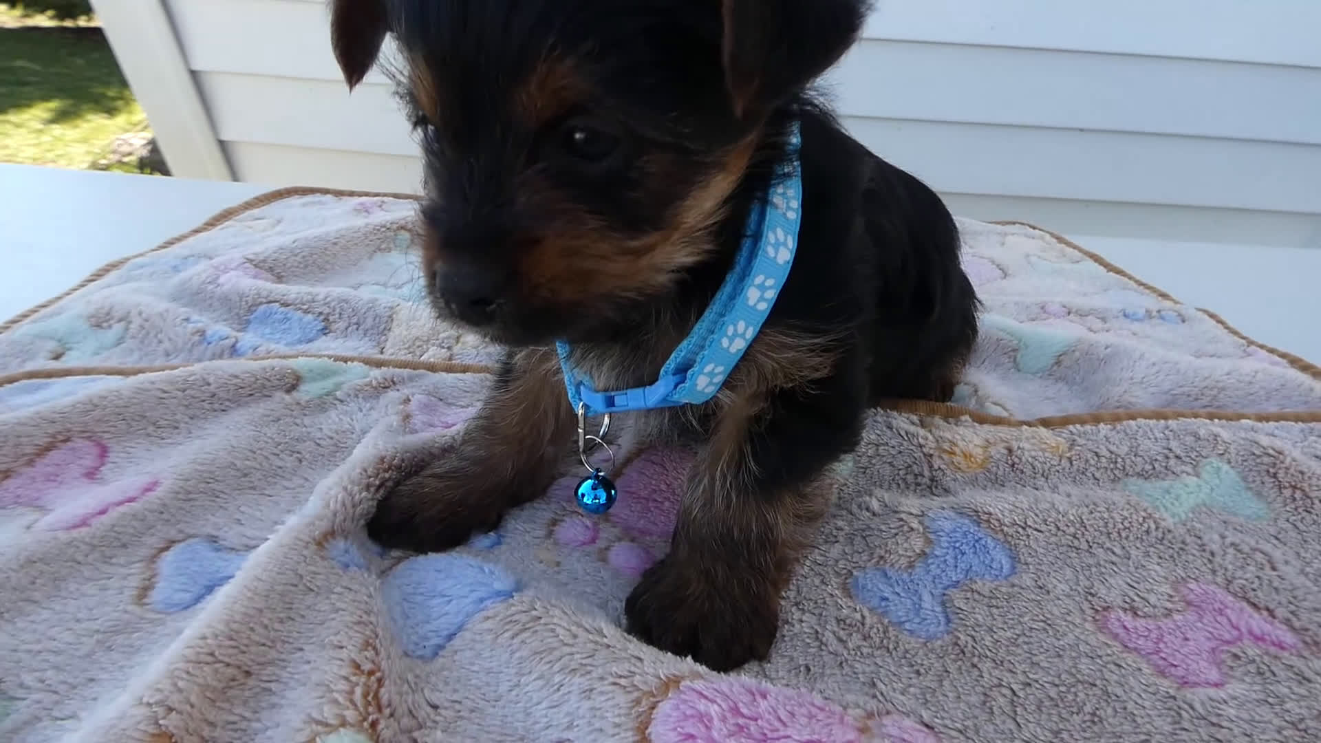 Yorkshire Terrier dogs for sale: Yorkshire Terrier Puppy 1 Tommy - Video 1