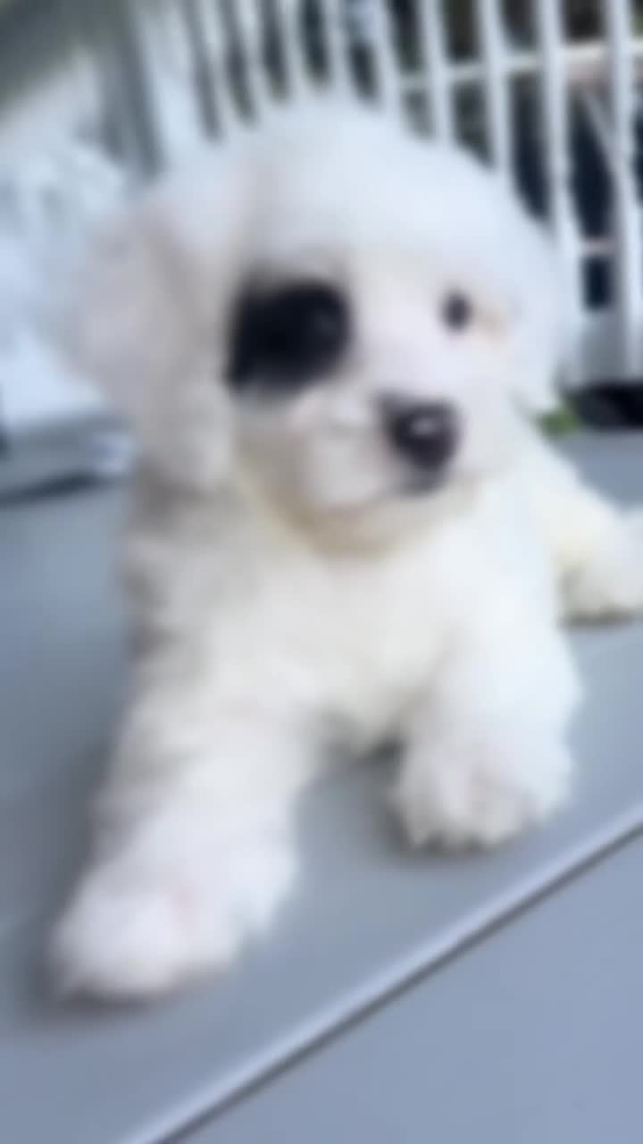 Mini Bernedoodle dogs for sale: 🛥️ 👨‍✈️ 🌊 SAILOR 🌊 👨‍✈️ 🛥️  - Video 1