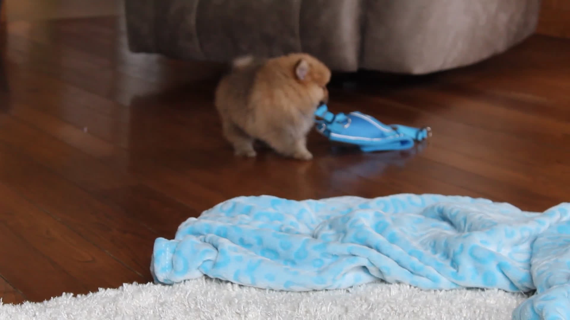 Pomeranian dogs for sale: Kody - Video 2