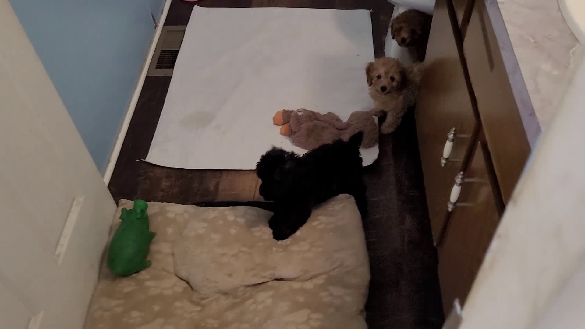 Toy Poodle dogs for sale: Toy Poodle Puppy 1 - Video 1