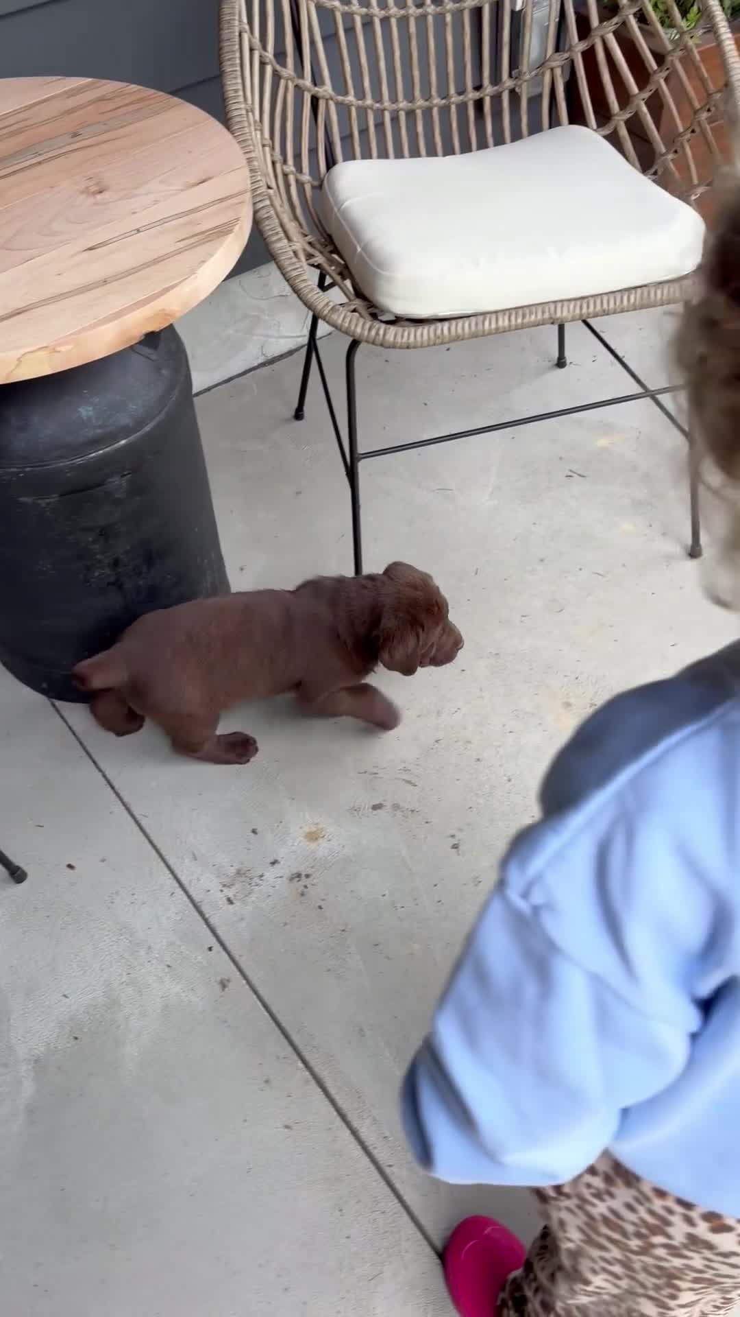 Labrador Retriever dogs for sale: Stella - Video 1