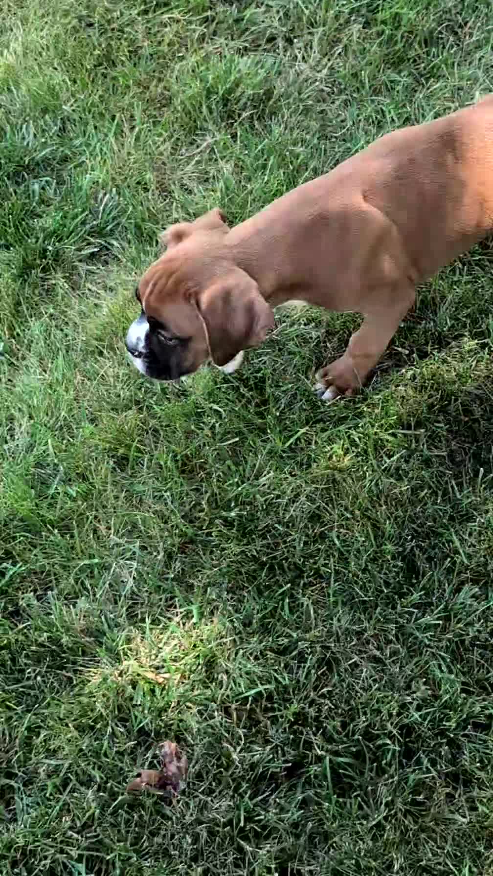 Boxer dogs for sale: Kai - Video 1