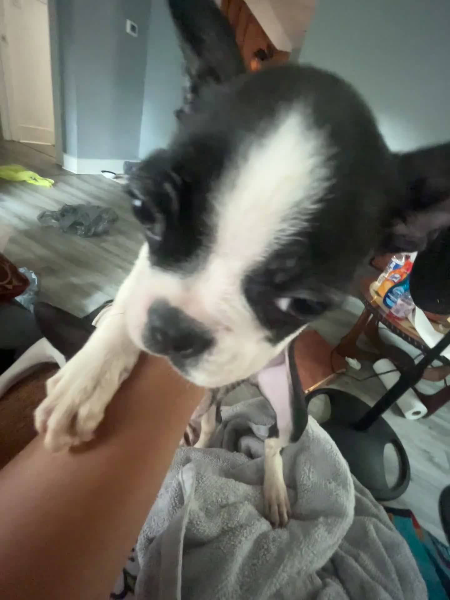 Boston Terrier dogs for sale: Boston Terrier 1 - Video 1