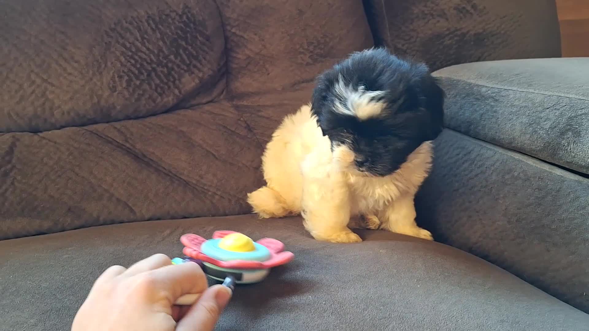 Teddy Bear dogs for sale: Rosie - Video 2