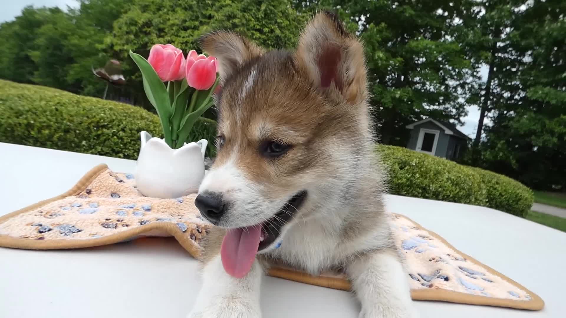 Welsh Corgi Pembroke dogs for sale: Puppy 2 Kody - Video 1