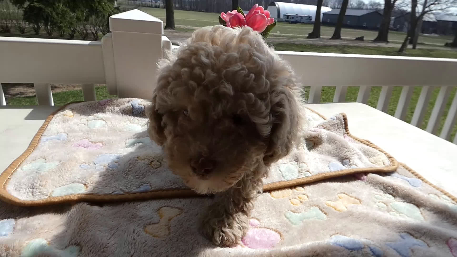 Toy Poodle dogs for sale: Toy Poodle Puppy 2 Sugar - Video 1