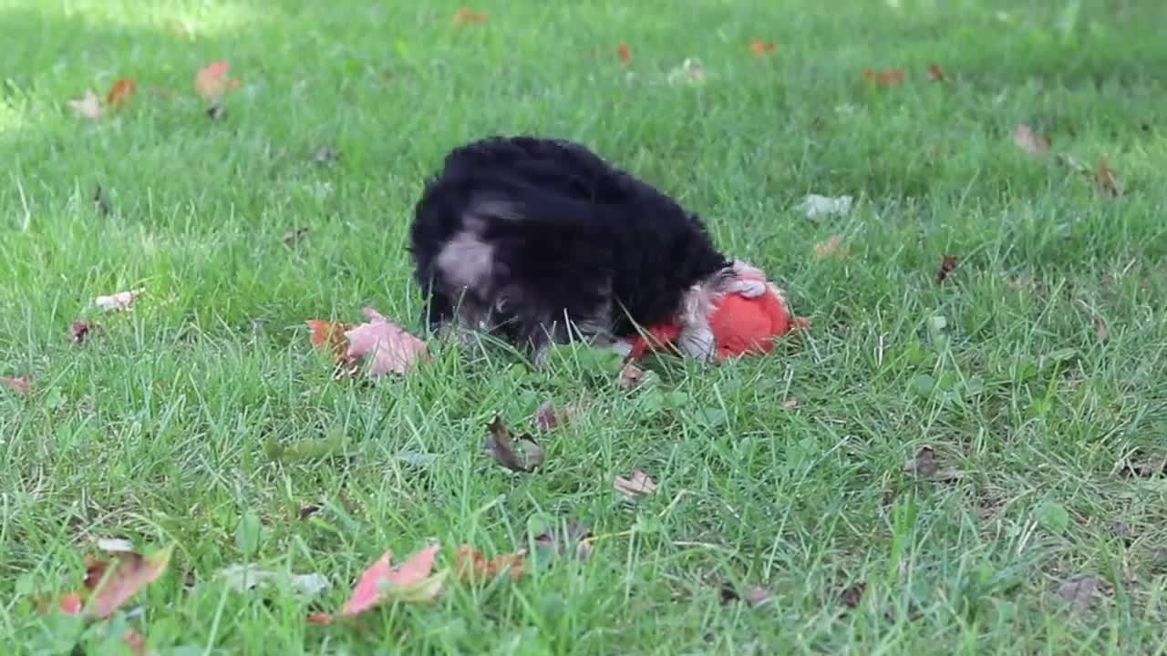Yochon dogs for sale: Lilac - Video 1