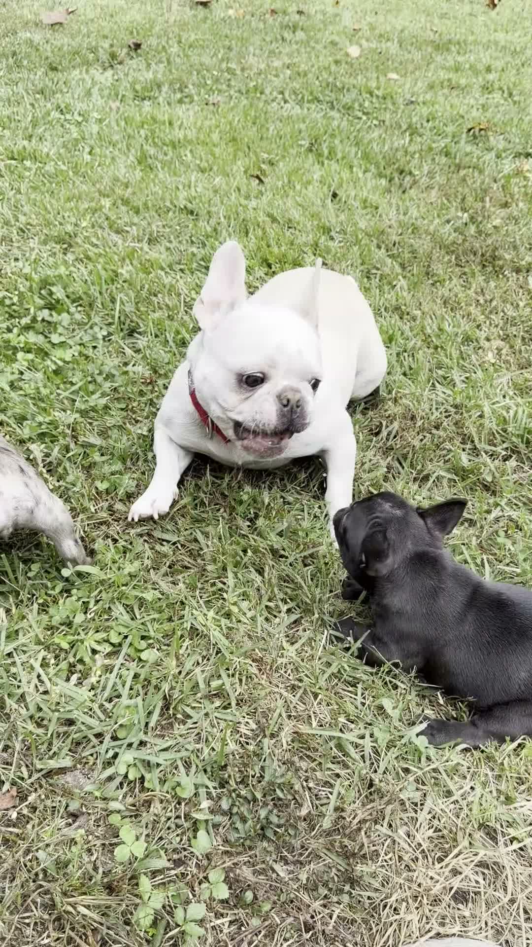 French Bulldog dogs for sale: Black Male - Video 1