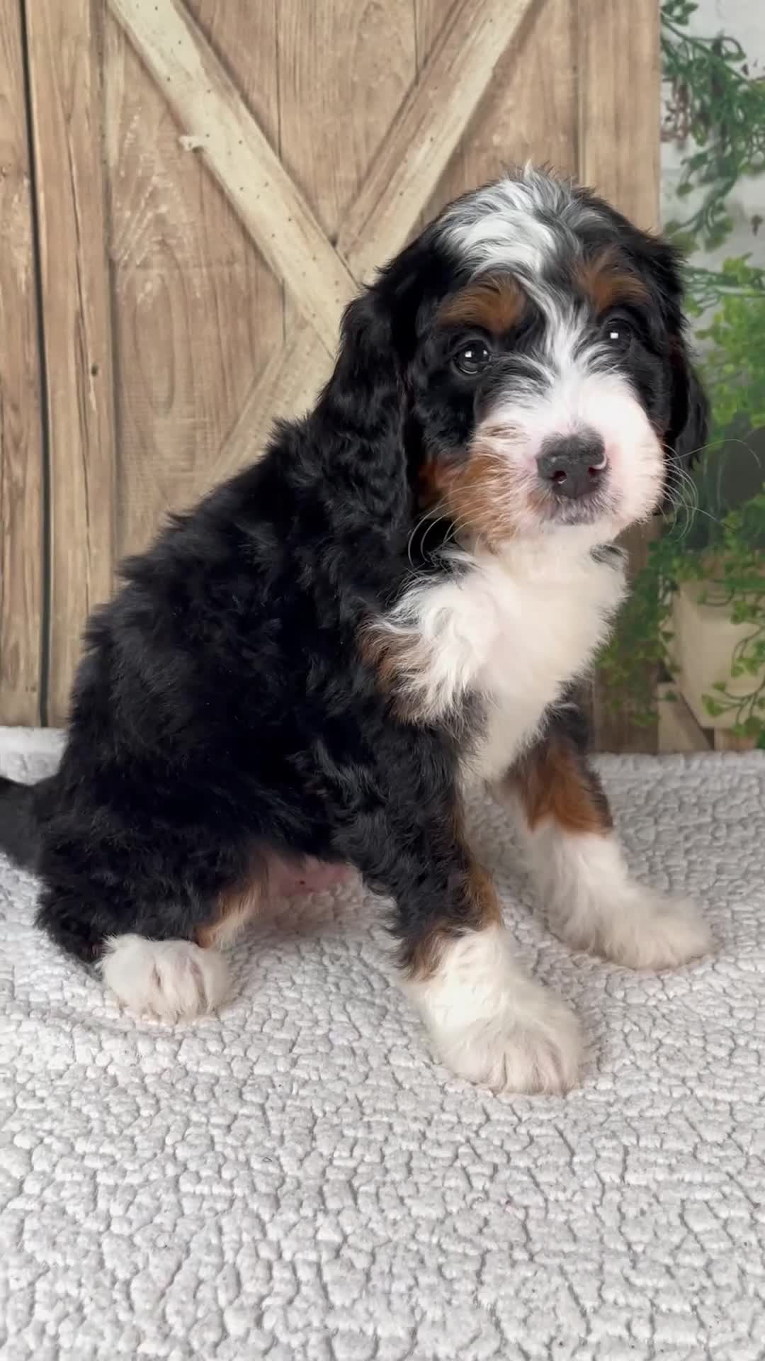 Mini Bernedoodle dogs for sale: Timmy - Video 1