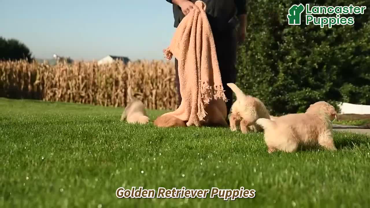 Golden Retriever dogs for sale: Candy - Video 1