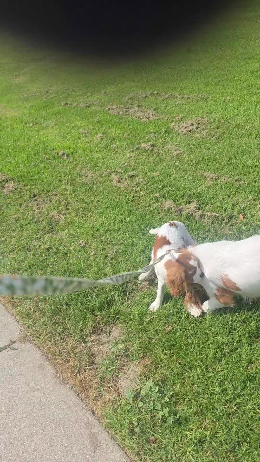 Cavalier King Charles Spaniel dogs for sale: Oliver - Video 3