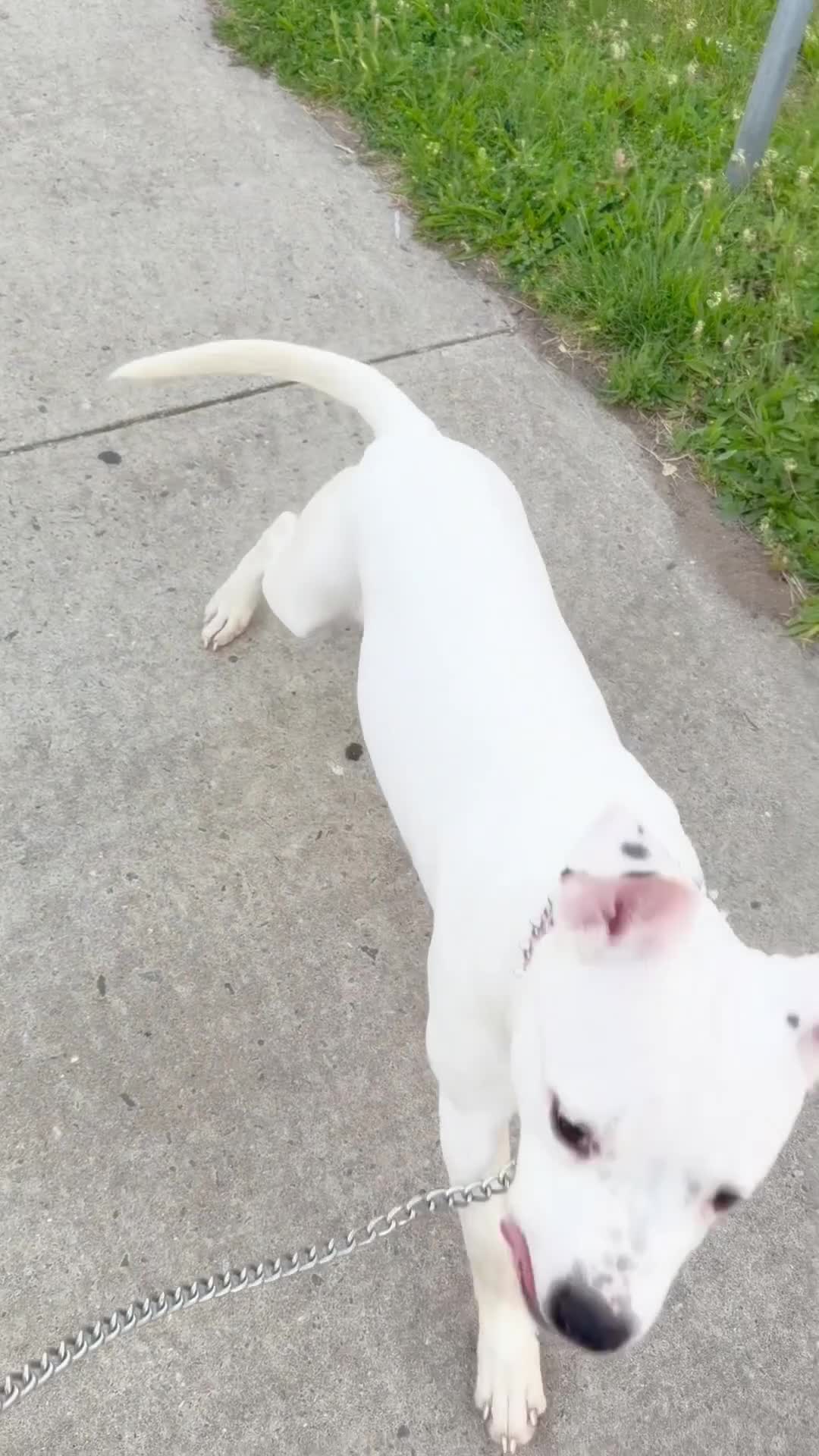 American Staffordshire Terrier dogs for stud: Lady  - Video 1