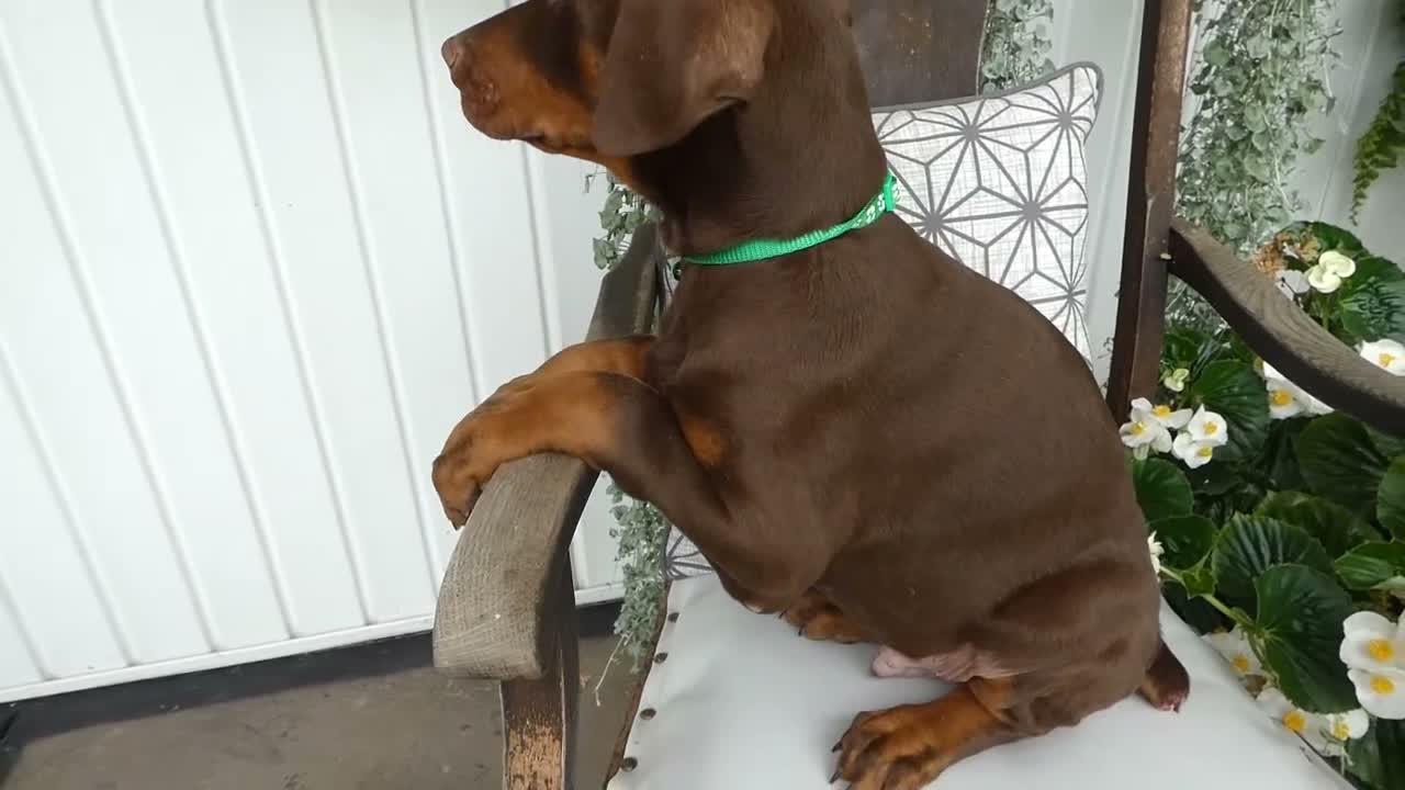 Doberman Pinscher dogs for sale: Doberman Pinscher 2 Duke - Video 1