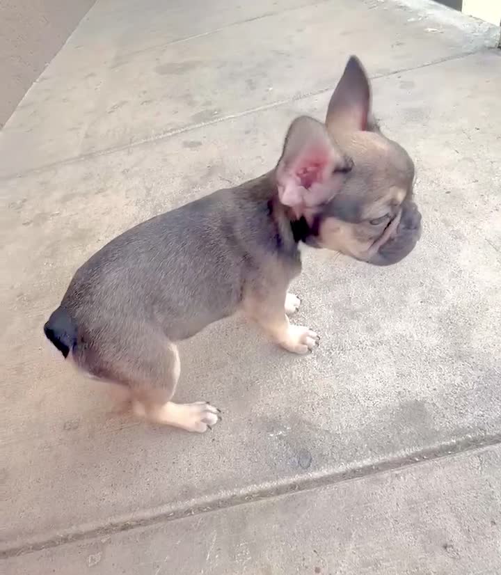 French Bulldog dogs for sale: ASHANTI - CHAMELEON BEAUTY IN CALI, USA DELIVERY & FINANCING! - Video 1