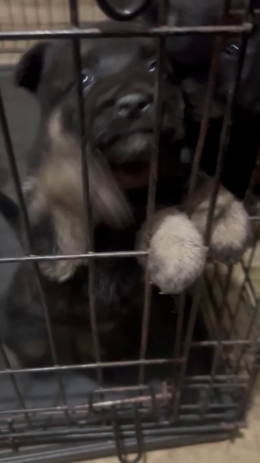 German Shepherd dogs for sale: German Shepherd Puppy 1 - Video 2