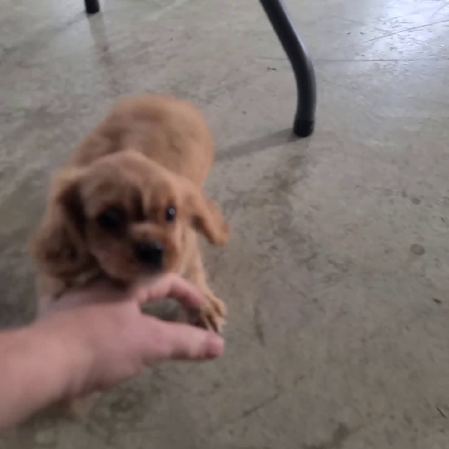 Cavalier King Charles Spaniel dogs for sale: Cooper - Video 1