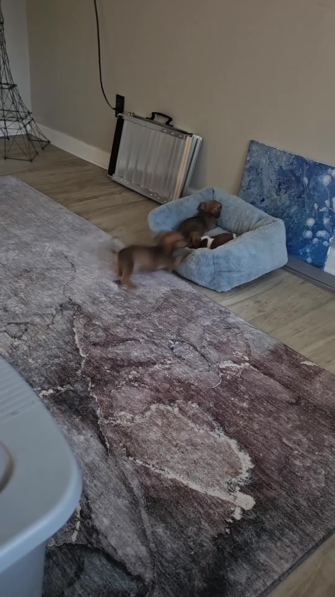 Mixed Breed dogs for sale: Oliver - Video 2