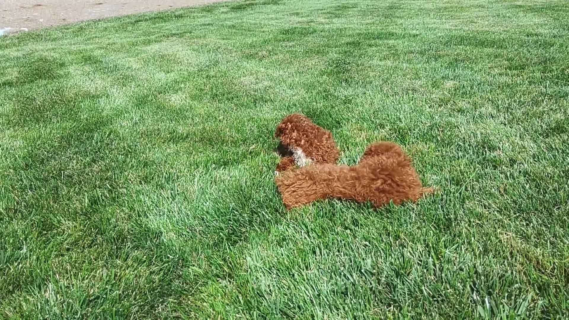Miniature Poodle dogs for sale: Ranger - Video 1