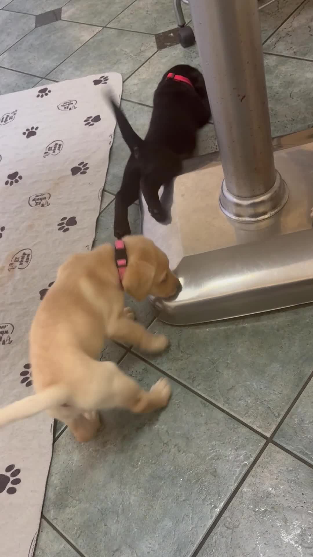 Labrador Retriever dogs for sale: Blue boy  - Video 3