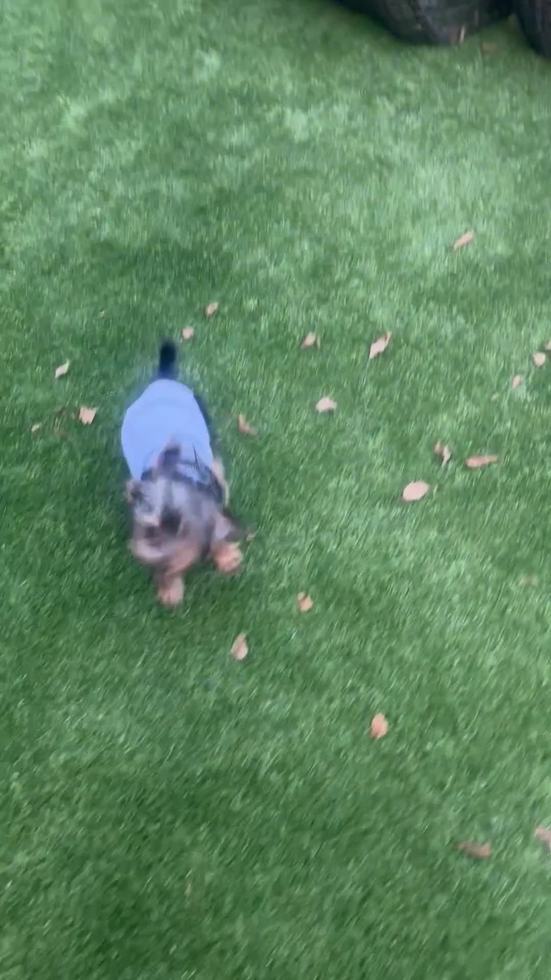 Yorkshire Terrier dogs for sale: Yorkshire Terrier Puppy 1 - Video 1