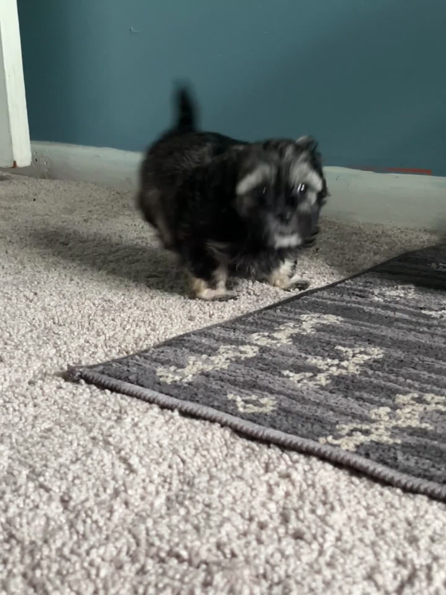 Maltipoo dogs for sale: 💖 Mini Maltipoo 💖 - Video 1