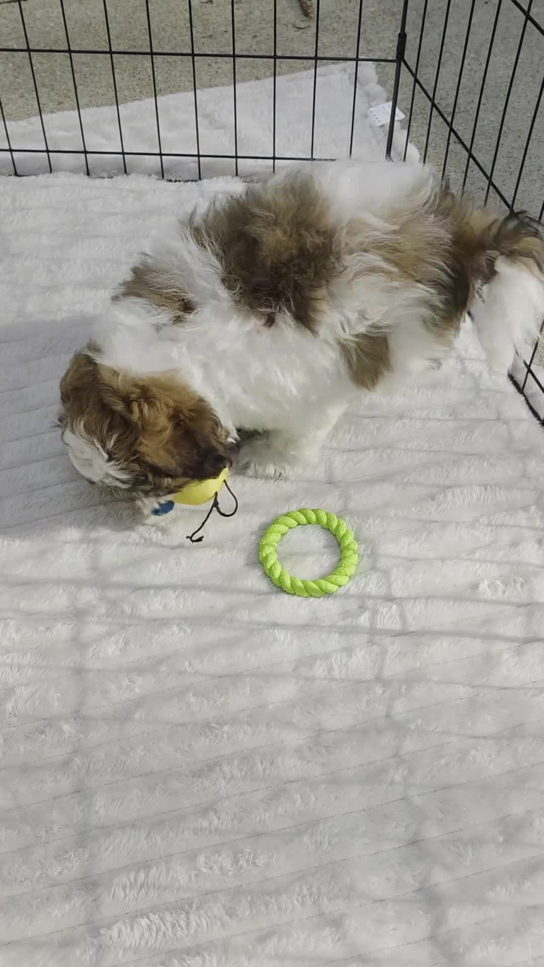 Shihpoo dogs for sale: Scout - Video 1