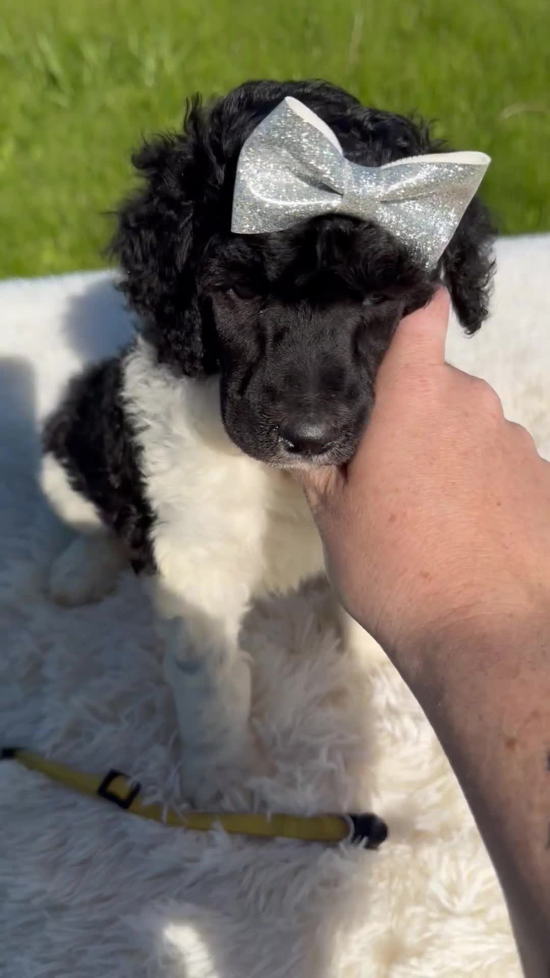 Standard Poodle dogs for sale: Frida - AKC - Video 1