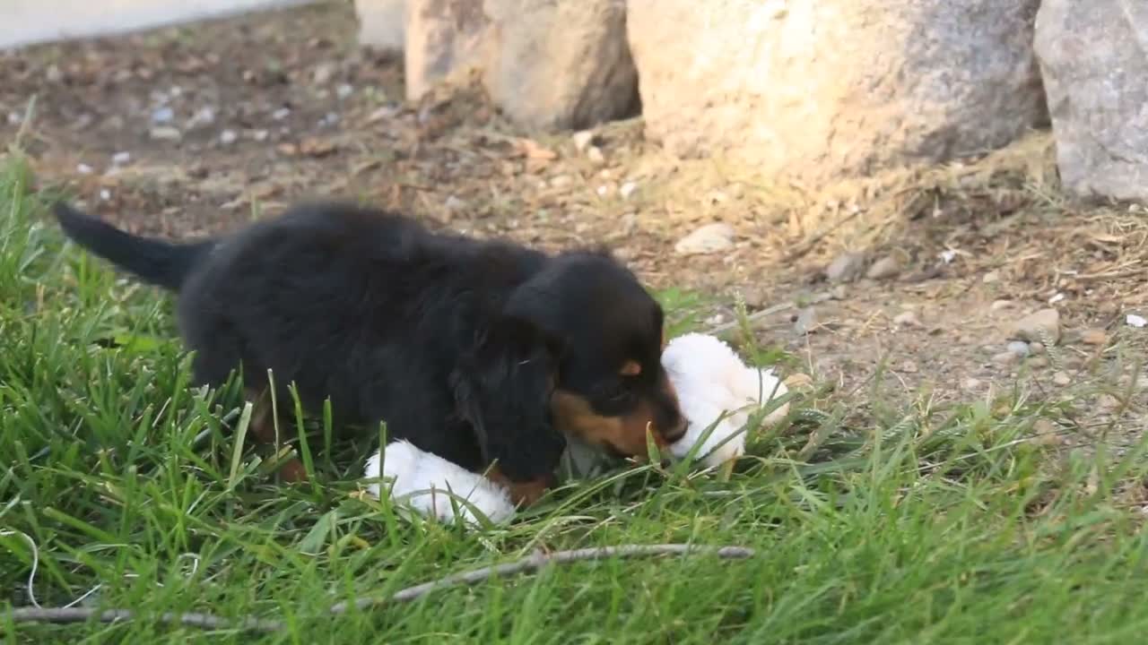 Miniature Dachshund dogs for sale: Jack Miniature Dachshund  - Video 2