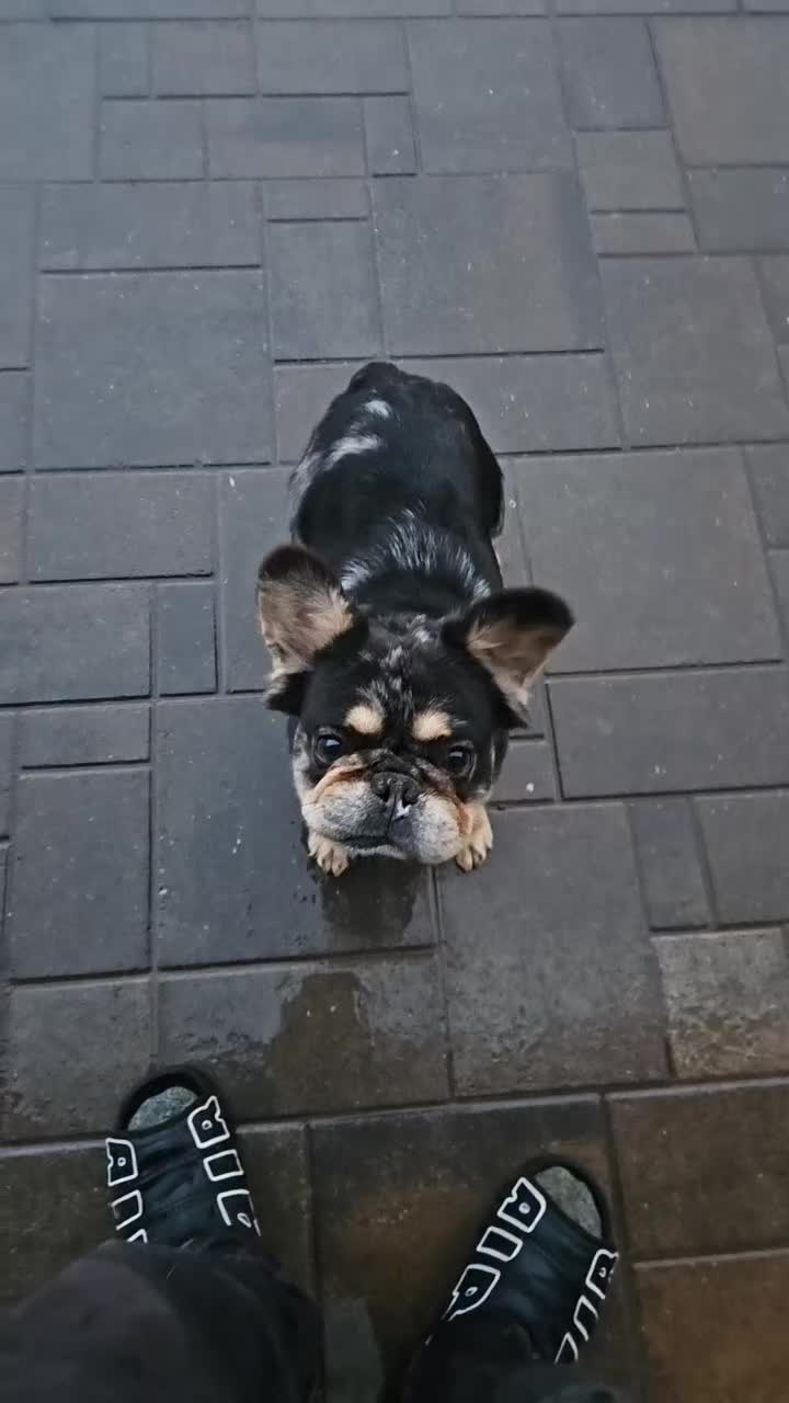 French Bulldog dogs for sale: French Bulldog 2 - Video 2